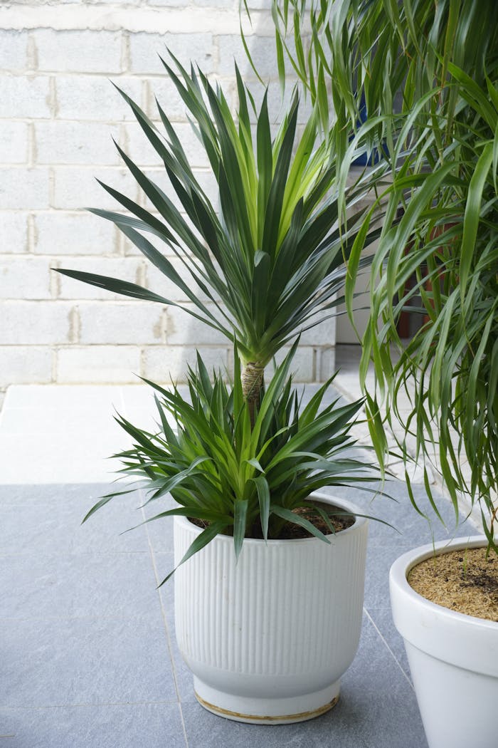 A healthy indoor yucca plant in a white ceramic pot, showcasing its lush green leaves.