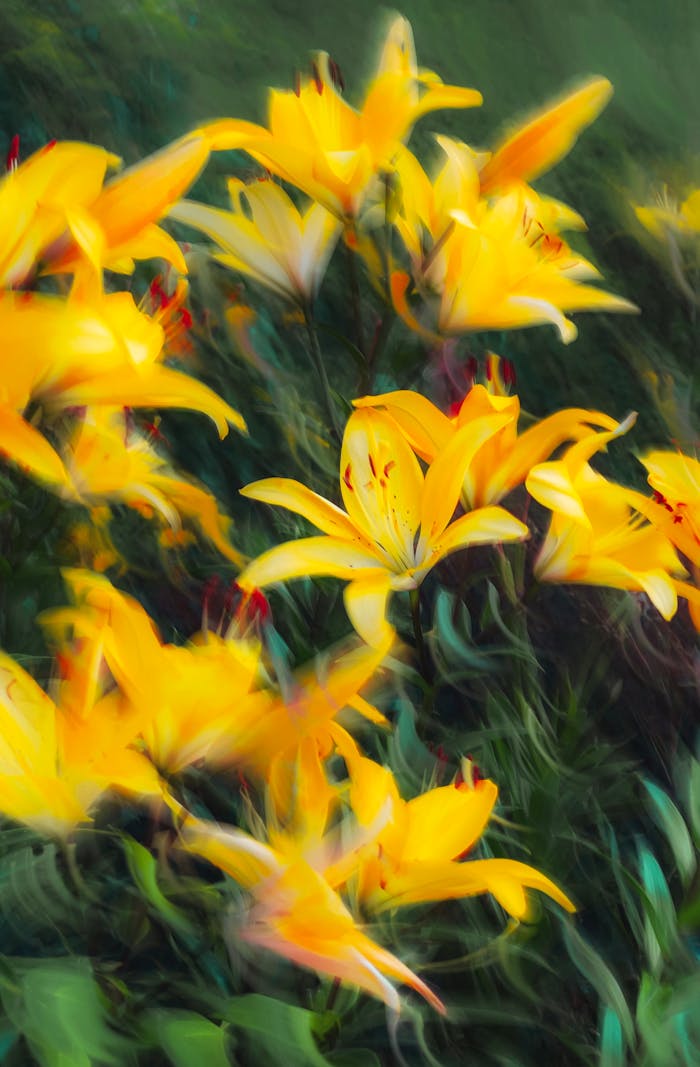 Beautiful yellow lilies captured with a dynamic motion blur effect for a vibrant and artistic floral display.
