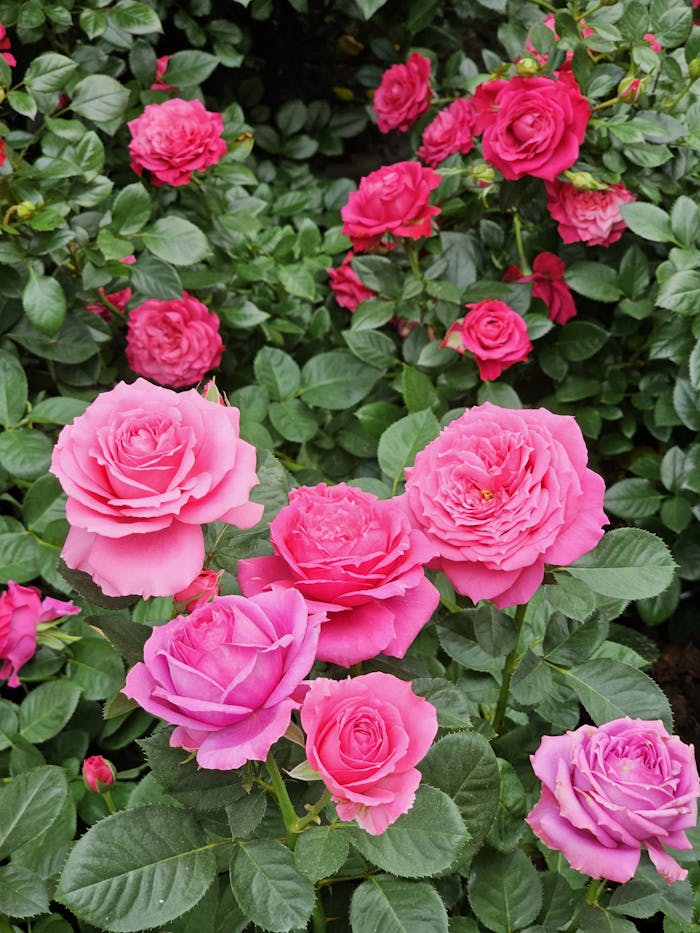 Bright pink roses blooming in garden, showcasing vibrant colors and fresh petals.