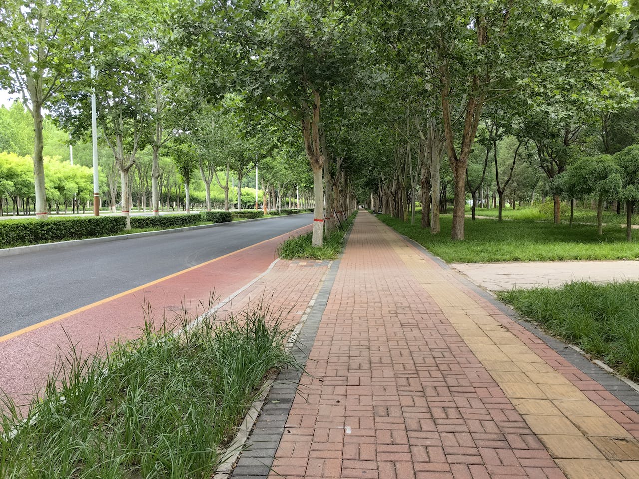 Serene summer view of a tree-lined pathway in a lush green park.